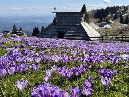 Žafrani na Veliki planini že vabijo obiskovalce 