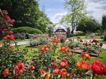 V Arboretumu se začenja vrhunec sezone vrtnic.jpg