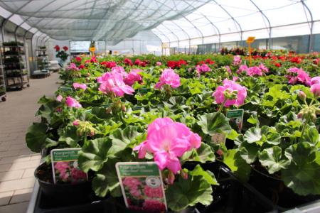 dan-ugodnosti-za-kamnik-003