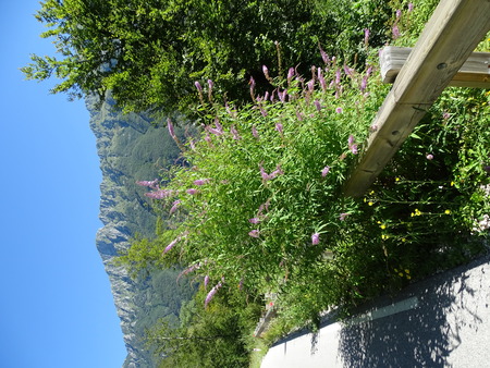 metuljnik_Jlaganis_ZRSVN